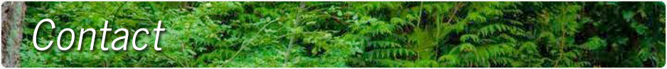 Contact Emerald Tree Service in Seattle