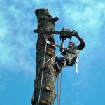 Removing Seattle Tree in Pieces