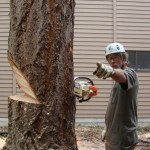 Tree Removal Seattle