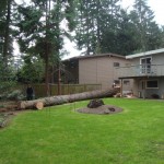 Seattle Tree Down