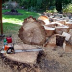 Stump Cutting Seattle