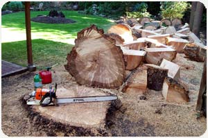 Stump Removal Seattle