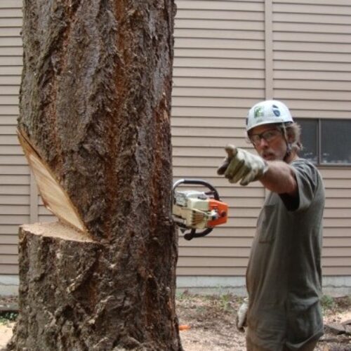 Tree Removal Seattle Tree Removal Seattle