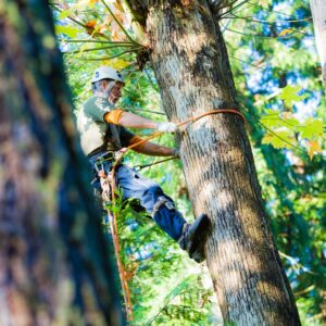 Tree Service Seattle