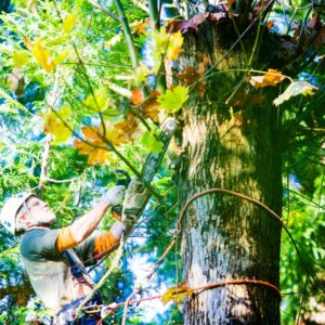 Seattle Tree Service
