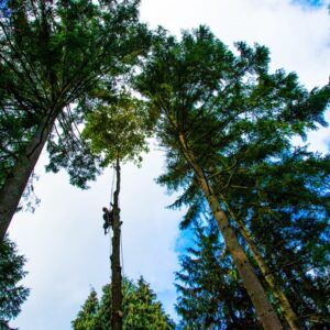 Tree Service Seattle
