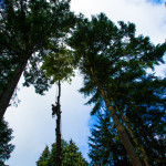 Emerald Tree Service Seattle