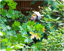 Shrub Trimming Seattle